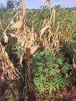 Agreement Land for Sale - Nakawuka Road - 3