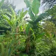 Land for Sale - Kira Kito, Mamerito Road - 2