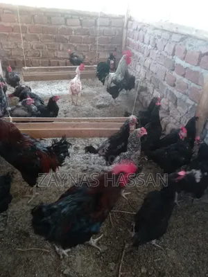 Halal Agro Farm LTD - Mature Hens and Cocks