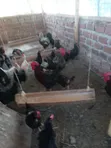 Halal Agro Farm LTD - Mature Hens and Cocks - 2