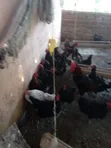 Halal Agro Farm LTD - Mature Hens and Cocks - 3