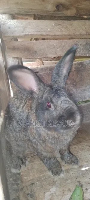 American Chinchilla Rabbits (3 Months Old)