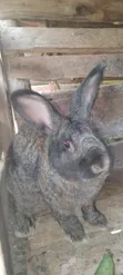 American Chinchilla Rabbits (3 Months Old) - 1