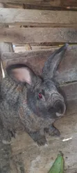 American Chinchilla Rabbits (3 Months Old) - 2