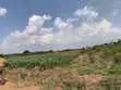 520 Acres Farm Land for Sale in Kikyusa - 4