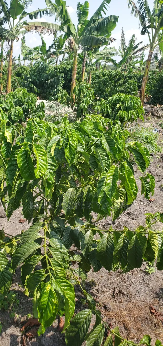 Coffee Plantation & Banana Farm - 3.5 Acres - 1