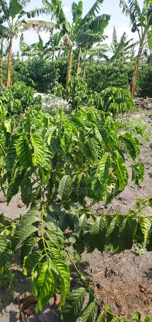 Coffee Plantation & Banana Farm - 3.5 Acres