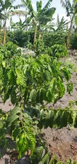Coffee Plantation & Banana Farm - 3.5 Acres - 1