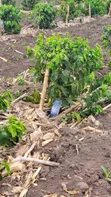 Coffee Plantation & Banana Farm - 3.5 Acres - 2