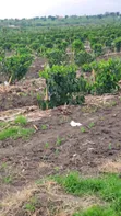 Coffee Plantation & Banana Farm - 3.5 Acres - 3