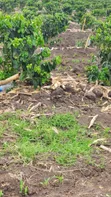 Coffee Plantation & Banana Farm - 3.5 Acres - 4