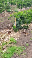 Coffee Plantation & Banana Farm - 3.5 Acres - 5
