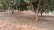 Garuga Land for Sale - 1 Acre with Lakeside View - 4
