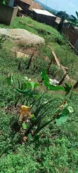 Residential Plot for Sale in Matugga - 2