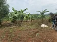 1.8 Acres Agricultural Land for Sale in Kyenjojo District - 1