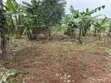 1.8 Acres Agricultural Land for Sale in Kyenjojo District - 2