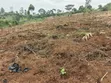 1.8 Acres Agricultural Land for Sale in Kyenjojo District - 3