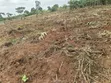1.8 Acres Agricultural Land for Sale in Kyenjojo District - 4