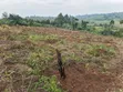 1.8 Acres Agricultural Land for Sale in Kyenjojo District - 5