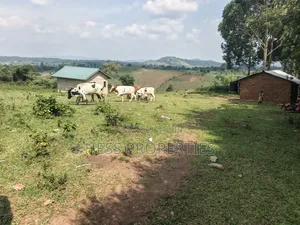 12 Acres Farmland for Sale in Katooke, Kyenjojo District