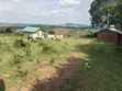 12 Acres Farmland for Sale in Katooke, Kyenjojo District - 1