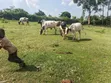 12 Acres Farmland for Sale in Katooke, Kyenjojo District - 2