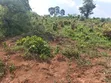 12 Acres Farmland for Sale in Katooke, Kyenjojo District - 4