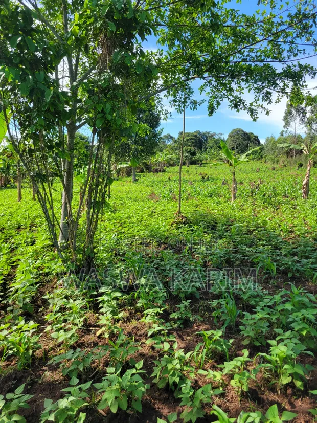 Farmland for Sale - Half Acre in Namayumba - 1