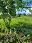 Farmland for Sale - Half Acre in Namayumba - 1