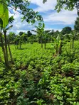 Farmland for Sale - Half Acre in Namayumba - 2