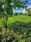 Farmland for Sale - Half Acre in Namayumba - 3