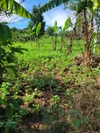 Farmland for Sale - Half Acre in Namayumba - 4