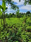 Farmland for Sale - Half Acre in Namayumba - 5