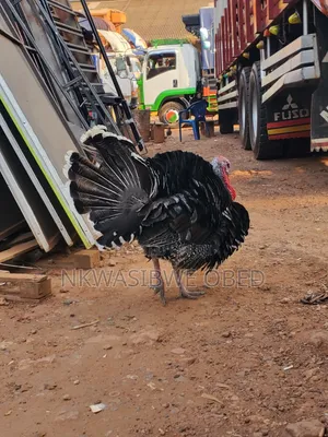 Male Turkey for Breeding and Eating