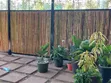 Durable Bamboo Poles - 3