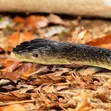 Realistic Rubber Snake Toy - 132cm - 4