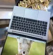 HP Elitebook 830 G11 Laptop - 16GB RAM, 256GB SSD - 5