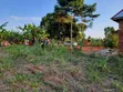 Maina Centre, Mayuge Cheap Plots - 1