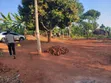 Maina Centre, Mayuge Cheap Plots - 4