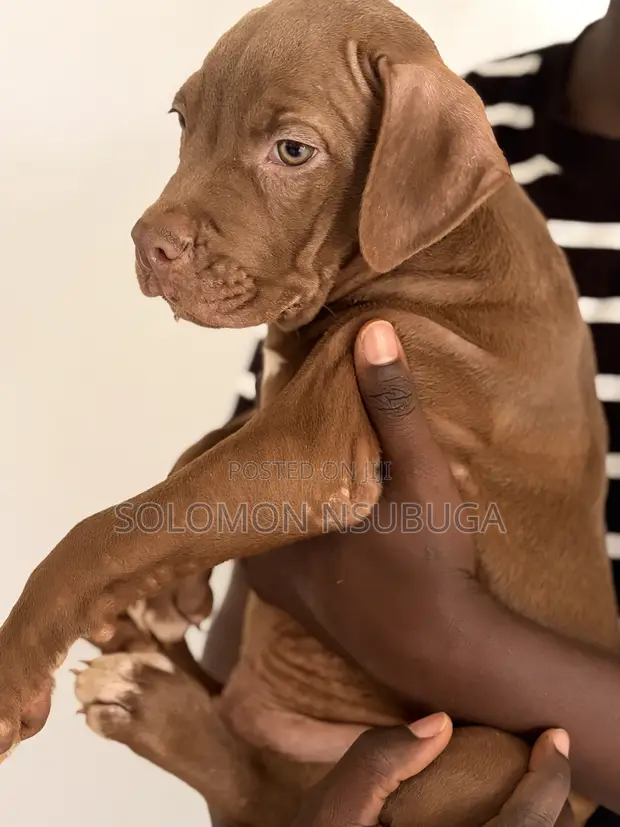 American Pit Bull Terrier Puppies (3 Months Old) - 1