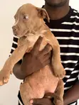 American Pit Bull Terrier Puppies (3 Months Old) - 2