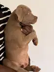 American Pit Bull Terrier Puppies (3 Months Old) - 3