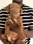 American Pit Bull Terrier Puppies (3 Months Old) - 4