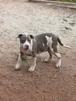 American Pit Bull Terrier Puppies (3 Months Old) - 5