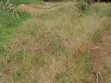 60 Decimals Land for Sale at Bukalango Hill, Lugeye - 4