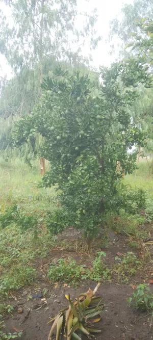 Residential Land for Sale in Gulu