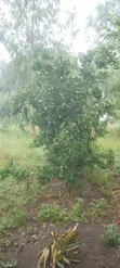 Residential Land for Sale in Gulu - 1