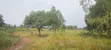 Residential Land for Sale in Gulu - 2