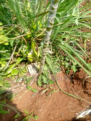 10 Acres Freehold Land for Sale in Luwero