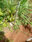 10 Acres Freehold Land for Sale in Luwero - 1